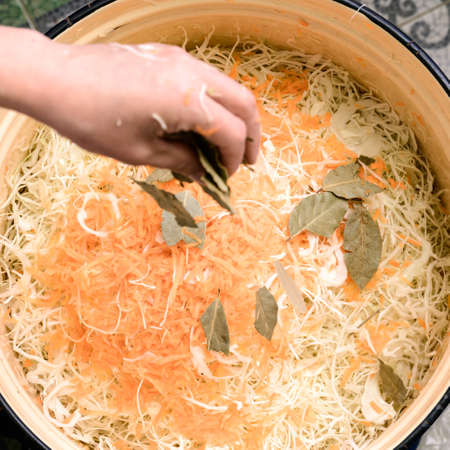 Bay leaf as the main spice in sauerkraut, finely chopped cabbage and carrots, sauerkraut at home, a woman throws bay leaves in the cabbage.の写真素材