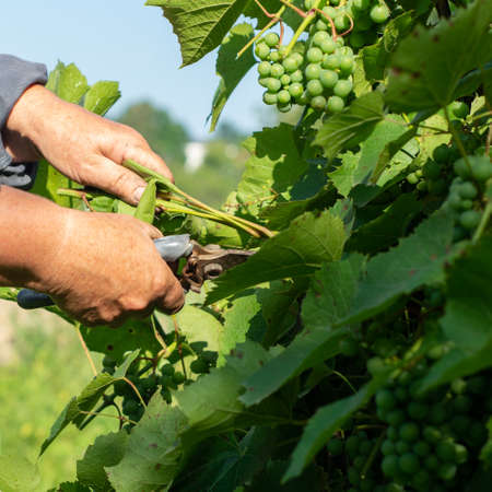 The gardener prunes the grape leaves for early ripening, agricultural employment and agriculture.の写真素材