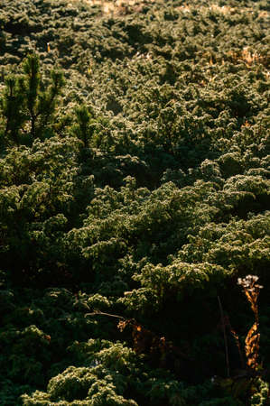 Juniperus carpathian close up, a variety of juniper, evergreen shrub.