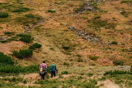 Tourists walk in the autumn mountains, Carpathian trails with easy walking, people with trekking...