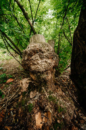 Acacia tree and cap on its bark, cap is a benign growth on the tree, cap is a valuable wood.の写真素材