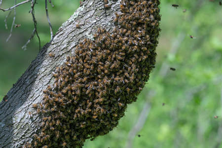 A small swarm of bees swarming on a tree in the garden, insect life.の写真素材