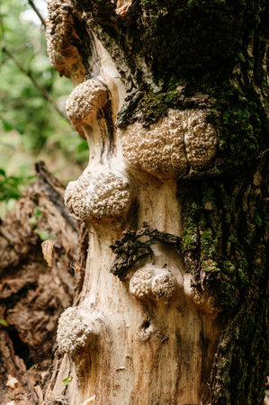 Acacia tree and cap on its bark, cap is a benign growth on the tree, cap is a valuable wood.の写真素材