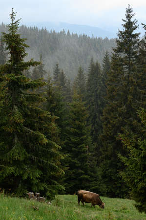 A farm with cows in the mountains, cows graze near the forest in the fields, a farm with cows in the Carpathians.の写真素材