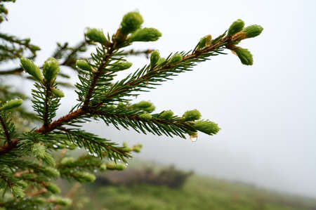 Drops of dew and rain on a spruce branch, in the background fog after rain in the mountains.の写真素材