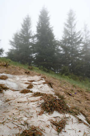Needles from a fir tree on snow in the mountains, snow in spring in the mountains, crocuses and...