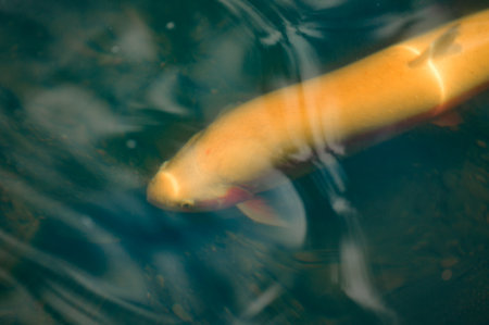 Karelian and golden trout swim in mountain rivers, artificial breeding of fish in running water,...