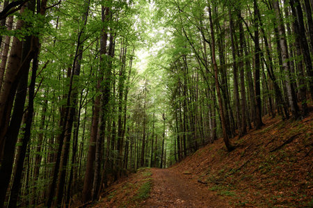 Tall trees of the Carpathian forests, nature reserve in the Carpathians, Ukrainian forests and reserves.の写真素材