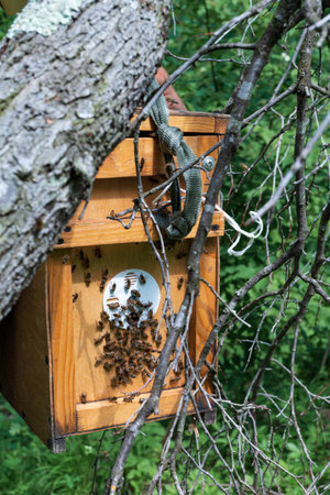 A beekeeper gathers a swarm of wild bees into a box, beekeeper and bees.
