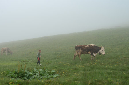 Cows graze in the meadow near the tent, fog in the mountains after rain, Carpathian cows in the mountains.の写真素材