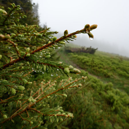 Drops of dew and rain on a spruce branch, in the background fog after rain in the mountains.の写真素材