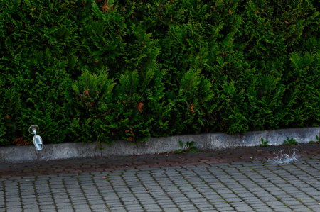 Broken champagne glasses, green fir trees in the background, broken glass on the cobblestones.