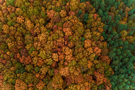 Photo of the forest taken by a drone, a beautiful autumn landscape of deciduous forest in the Ternopil region of Ukraine. newの写真素材