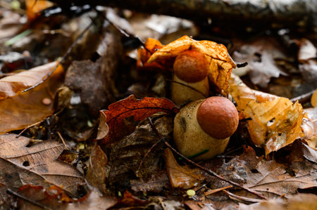 Boletus is the king of the forest and all kinds of mushrooms, an edible autumn mushroom in the forest between the leaves, a popular mushroom.の写真素材