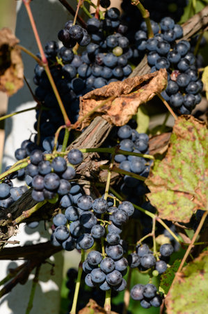 Ripe and small blue grapes with already dry leaves, bunches of grapes in sunlight.
