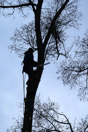 An arborist cuts a tall dry linden tree, a job with a high risk to life, a man with a chain saw cuts a tree.の写真素材