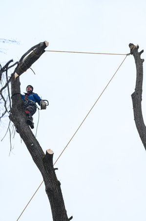 Ivano-Frankivsk, Ukraine, December 15, 2022: a male arborist cuts a tree in a rural area, close-up against the sky, hand saw of the company Shtil.のeditorial素材