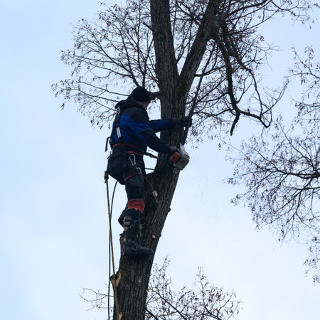 Ivano-Frankivsk, Ukraine December 15, 2022: an arborist cuts a tree, a tall and dangerous tree, pruning a tree in cloudy weather, silhouette of a lumberjack.のeditorial素材