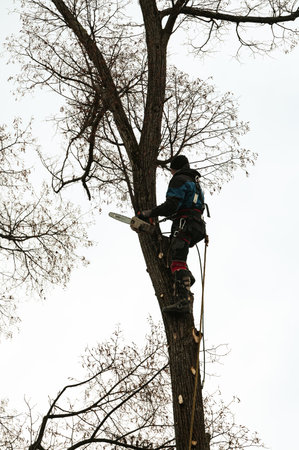Ivano-Frankivsk, Ukraine December 15, 2022: an arborist cuts a tree, a tall and dangerous tree,...