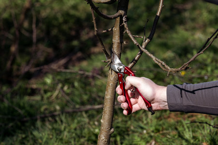 Spring formative pruning of a tree and the formation of a tree crown, the work of a gardener with...