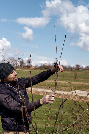 Forming the crown of a tree using spring pruning and removing unnecessary branches, a gardener with...