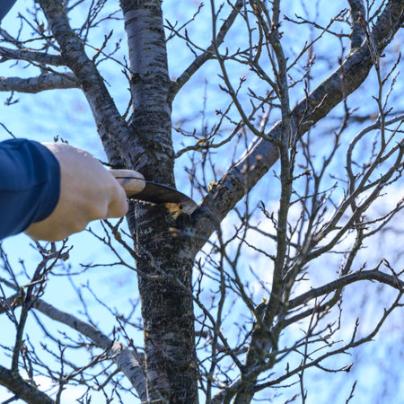 a gardener cuts branches on a plum tree with a hand saw, landscaping works in the garden, a...