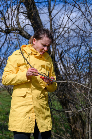 A woman in the garden cuts branches on a tree with scissors, the formation of a young tree in the...