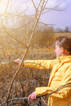 Pruning tree branches in the garden in spring, Woman cuts unnecessary branches from a fruit tree, garden shears for pruning trees.の写真素材