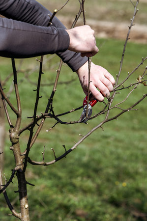 Forming the crown of a tree using spring pruning and removing unnecessary branches, a gardener with...