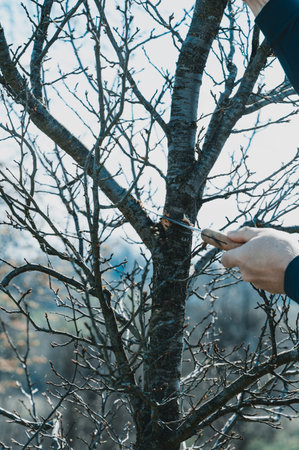 A gardener cuts a large branch on a plum with a saw, spring work in the garden with trees.の写真素材