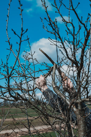 A man prunes a neglected plum tree, removes old and unnecessary branches, tree pruning work, hand saw in the hands of a gardener.の写真素材