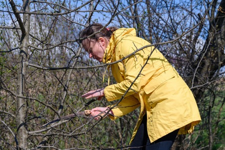 A woman cuts extra and thin branches on an apple tree with a hand saw, spring work in the garden.