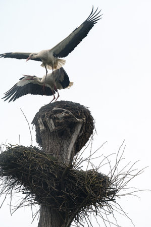 Two storks fight for dominance and residence in the nest, the world of wild birds.