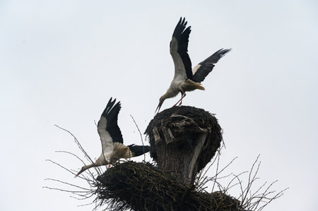 Old stork's nest, fight for the nest between storks, storks migratory birds, storks and nest against...