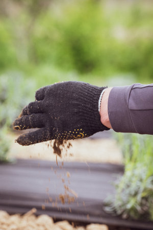 A man holds earth in his hands and pours it, dense and heavy soil of brown color.の写真素材