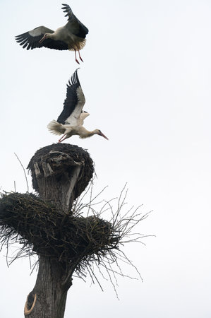 Two storks fight for dominance and residence in the nest, the world of wild birds.