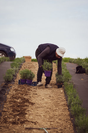 A man spreads lavender seedlings near agrofibre and a marked place, lavender and agrofibre.
