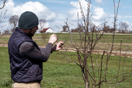 a gardener cuts young branches on a tree using garden shears, formative pruning of a fruit tree.