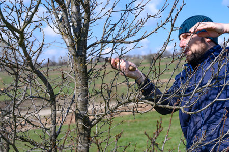 A gardener cuts a large branch on a plum with a saw, spring work in the garden with trees.の写真素材