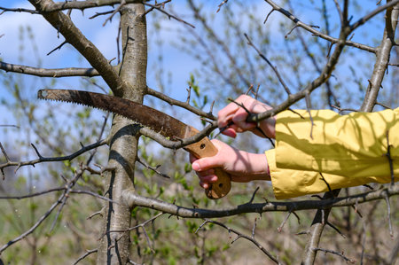 Pruning a tree with a hand saw in spring, gardener woman in a yellow jacket cuts branches on a tree.