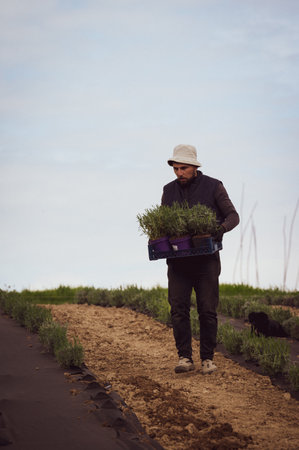 A man in a box carries lavender seedlings, in the background a car and the sky, planting lavender by hand.の写真素材