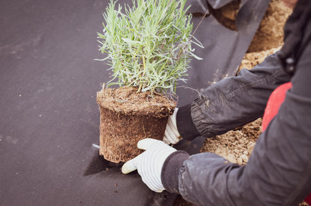 Lavender roots tangled in soil growing in a pot, a woman holds a lavender seedling in her hands and...
