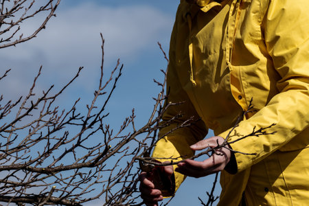A woman gardener cuts unnecessary branches on a plum with scissors against the sky.の写真素材