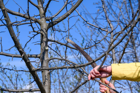 Pruning a young tree with a hand saw in the spring, work in the garden in the spring.