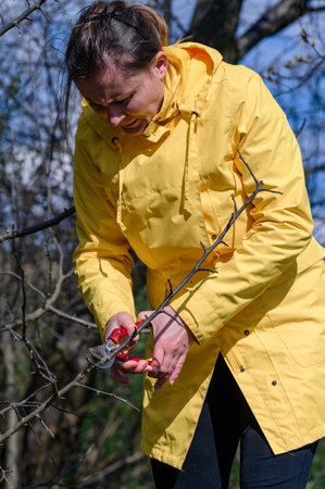 Pruning tree branches in the garden in spring, Woman cuts unnecessary branches from a fruit tree,...
