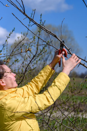 Pruning tree branches in the garden in spring, Woman cuts unnecessary branches from a fruit tree,...