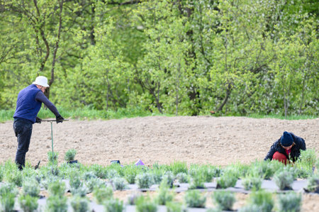 Couple of people planting lavender in field, lavender field and workers, agro fiber between lavender...