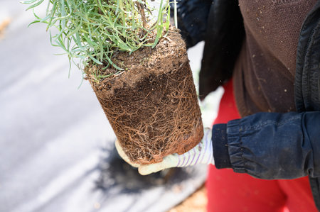 Lavender roots tangled in soil growing in a pot, a woman holds a lavender seedling in her hands and...