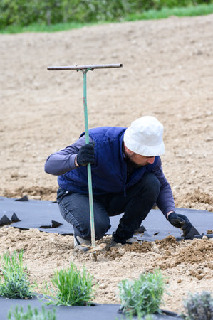A man makes a hole in the ground with a hand drill for planting lavender, hand planting lavender.