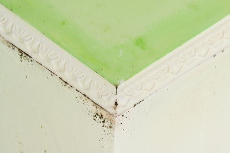 The formation of fungus near the baguette in the corner of the ceiling on the inner wall of the houseの写真素材